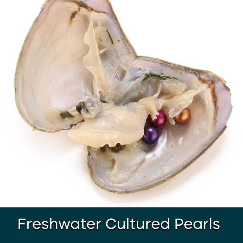 HENGSHENG 10PC Freshwater Pearl Oyster Love Wish Pearl Oyster with Round Pearl Inside Meaningful Color Cultured Oyster Pearls Beads for Jewelry Making Crafts Gifts(5.5-7.5mm Pearls, 30 Pearls/Lot, 10 Oysters) - Image 4